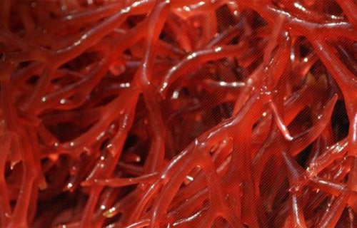 SEA MOSS: WHAT YOU NEED TO KNOW
