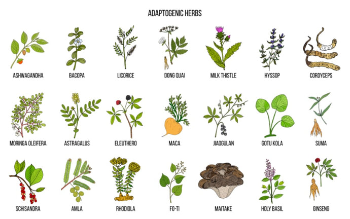 Adaptogens: Herbs for Stress, Energy & Immune Support